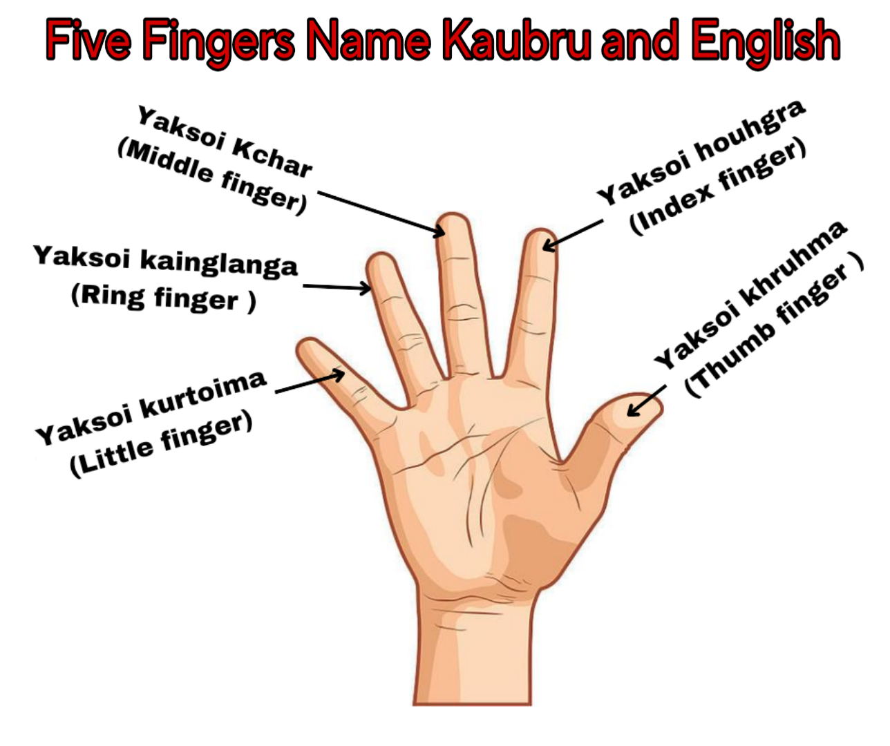 Five Fingers Names in English